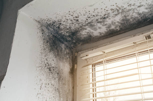 Affordable Attic Mold Removal solutions in Bunn, NC
