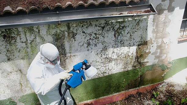 Top rated local Attic Mold Removal specialists in Bunn, NC